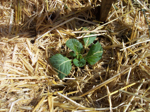 Closeup Savoy cabbage Closeup Savoy cabbage