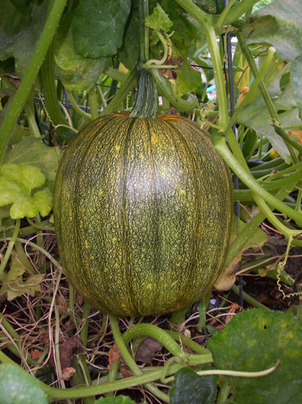 Green pumpkin