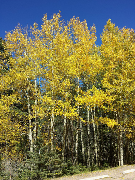 Aspen