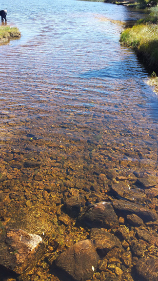 Creek where it meets Lake Isabel