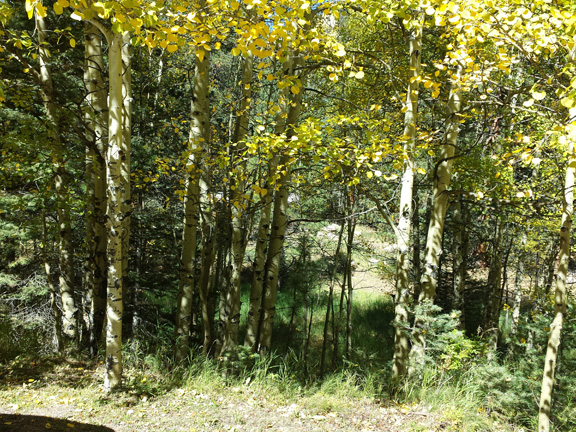 Green woods at Lake Isabel