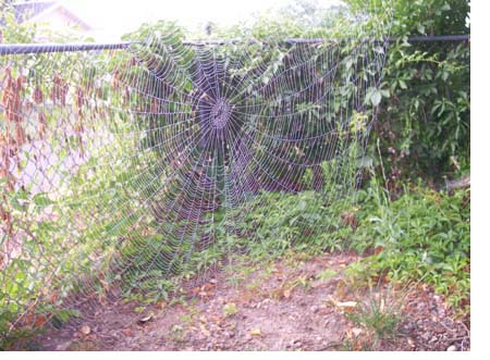 Spider web in the sun